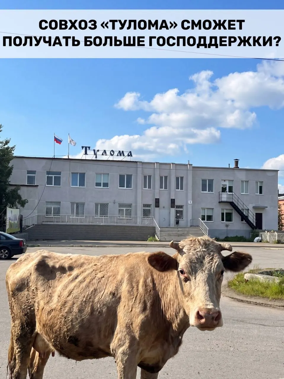 Правила предоставления субсидий для молочных хозяйств изменили: теперь поддержку смогут получать предприятия, где более 25% принадлежит государству или муниципалитету. Для Мурманской области это актуально, но есть сомнения, успеет ли помощь дойти до проблемных предприятий вовремя.