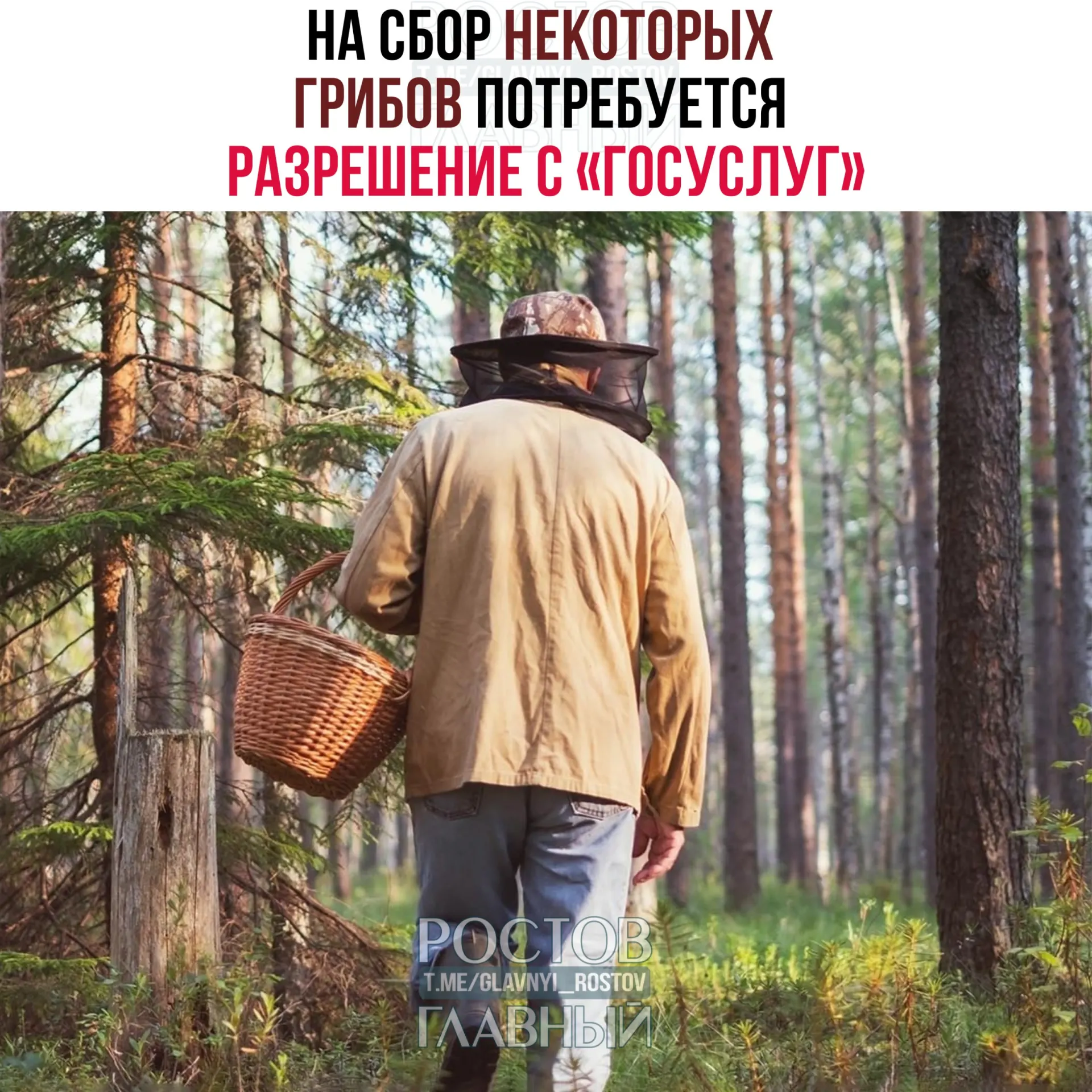 Для сбора отдельных редких видов грибов потребуется разрешение на портале «Госуслуги». Заявление будут рассматривать до 15 дней; за сбор краснокнижных грибов без разрешения грозит уголовная ответственность.