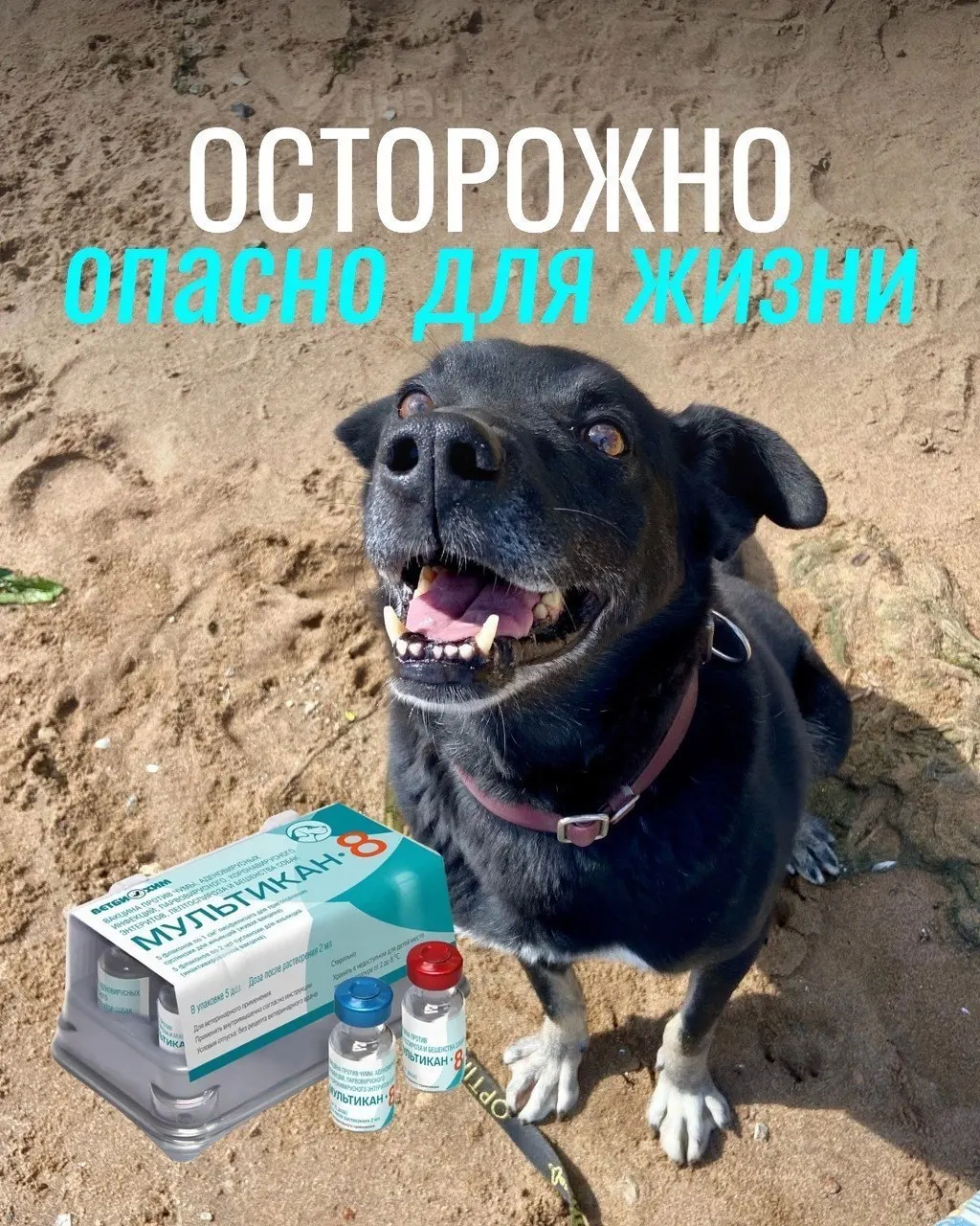 Владельцы жалуются на судороги, рвоту и высокую температуру у привитых животных; часть питомцев погибла, вакцина проходит проверку.