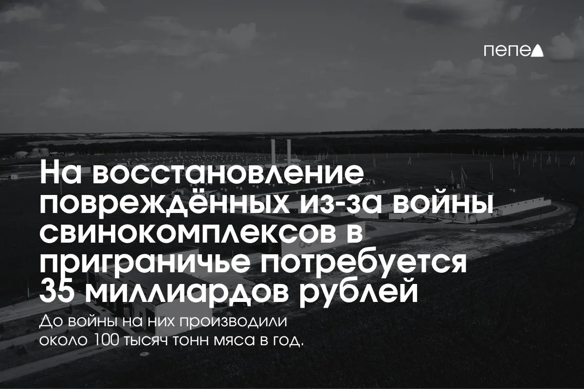 После атак беспилотников и обстрелов Белгородской, Курской и Брянской областей оцениваются расходы на восстановление свиноводства в 35 млрд рублей.